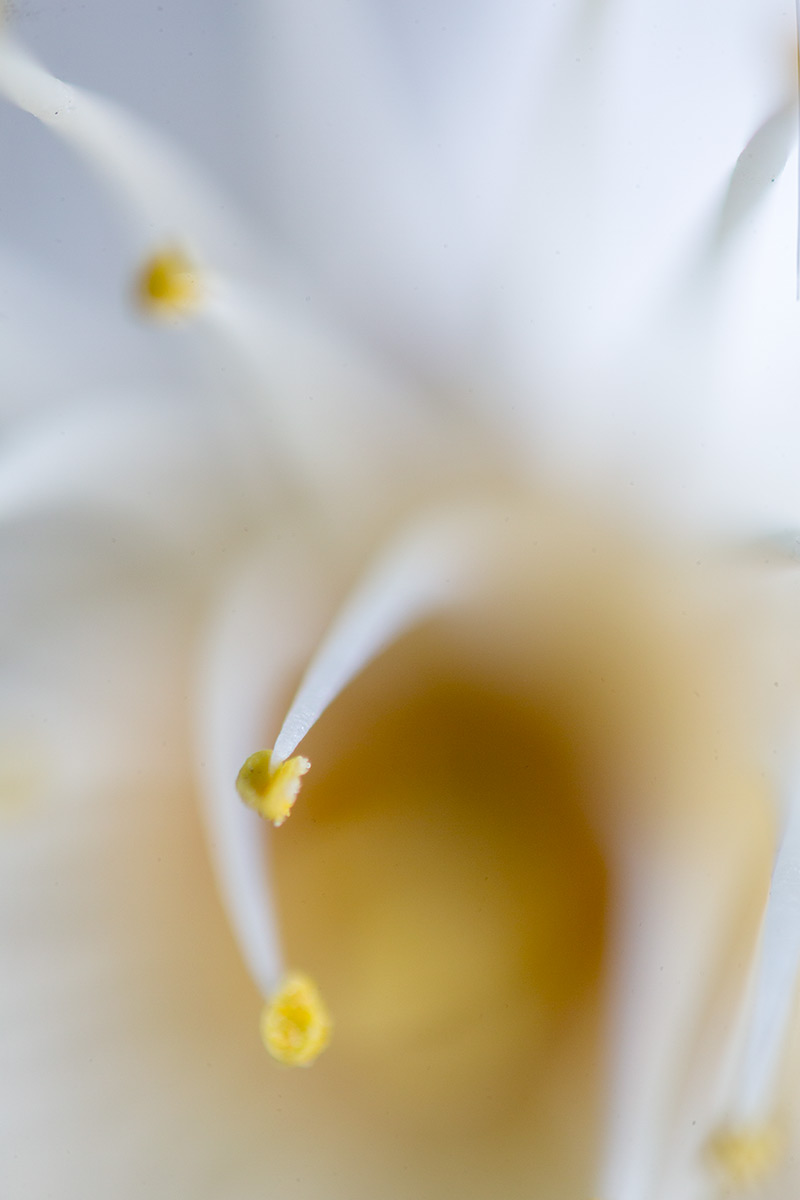 池上梅園 w/ OLYMPUS OM-SYSTEM ZUIKO AUTO-MACRO 38mm 1:2.8 - 2017年1月21日撮影