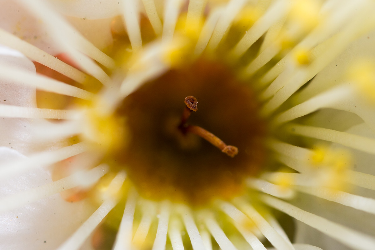 池上梅園 w/ OLYMPUS OM-SYSTEM ZUIKO AUTO-MACRO 38mm 1:2.8 - 2017年1月21日撮影