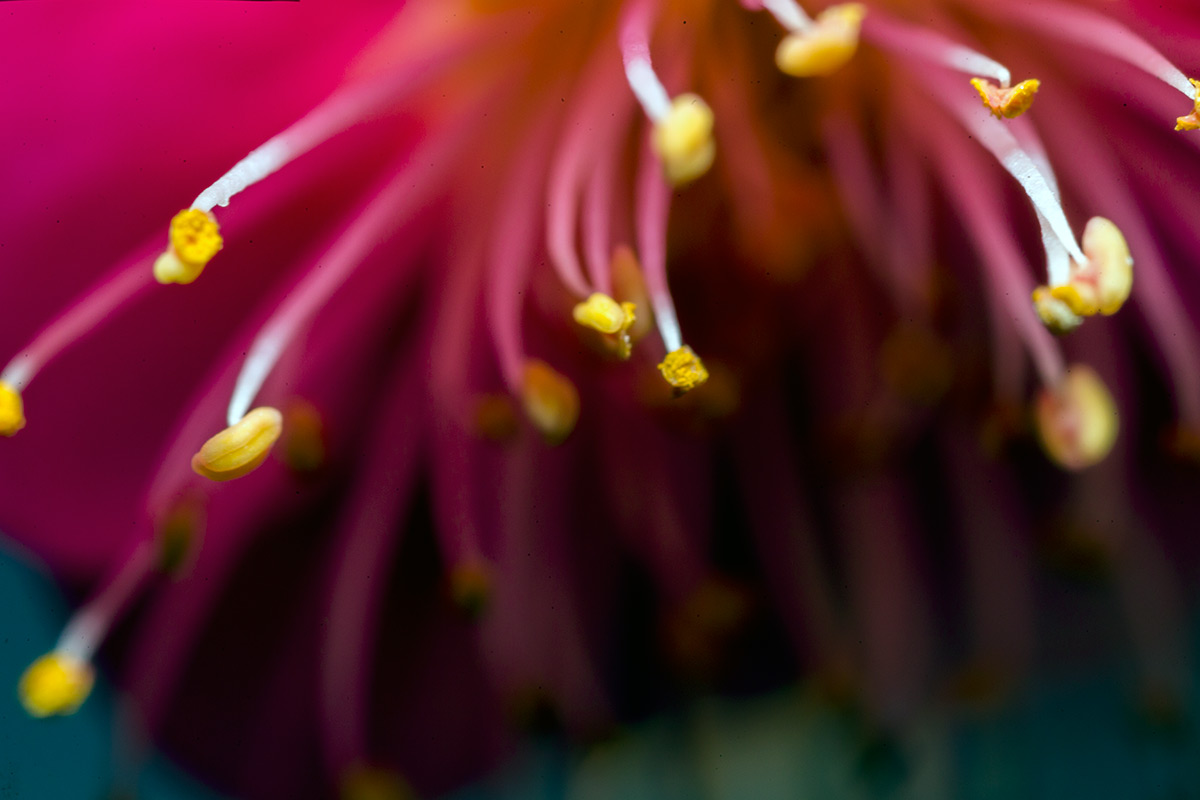 池上梅園 w/ OLYMPUS OM-SYSTEM ZUIKO AUTO-MACRO 38mm 1:2.8 - 2017年1月21日撮影