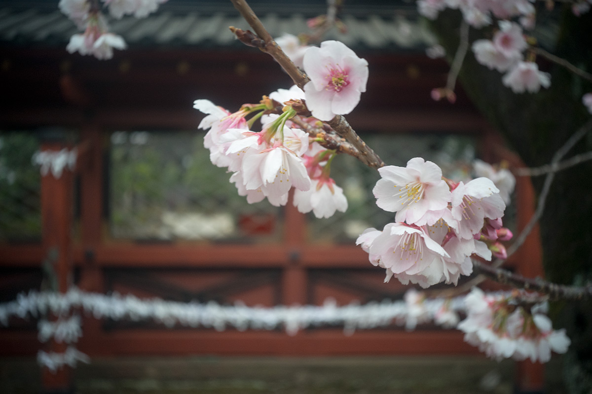 谷根千 w/ Meopta Largor 1:6.8 f=30mm - 2017-2-26