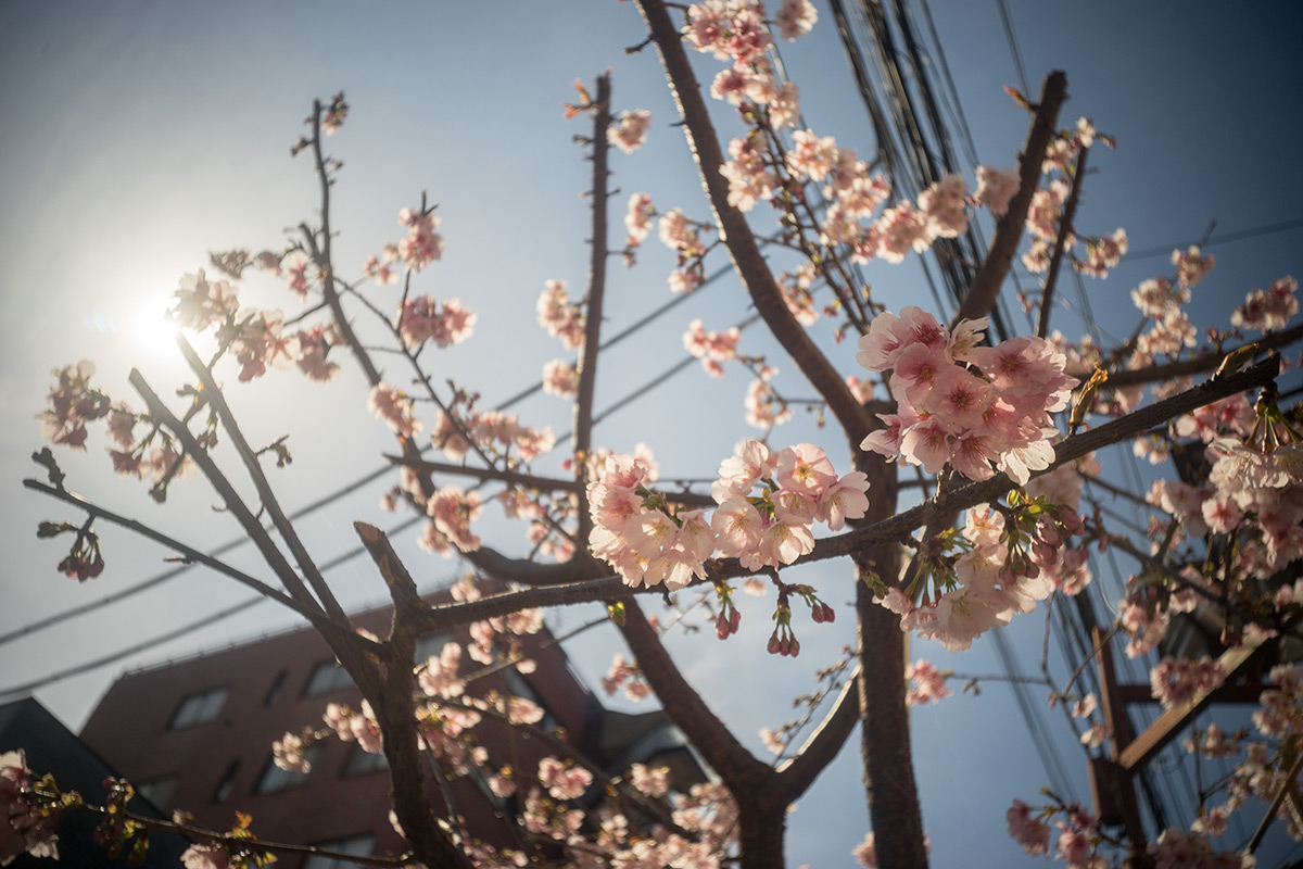 谷根千 w/ Meopta Largor 1:6.8 f=30mm - 2017年2月26日撮影