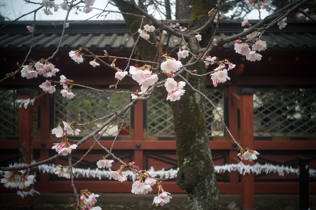 谷根千 w/ Meopta Largor 1:6.8 f=30mm - 2017年2月26日撮影