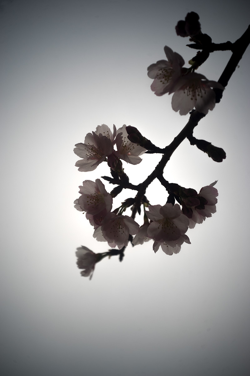 谷根千 w/ Meopta Largor 1:6.8 f=30mm - 2017年2月26日撮影