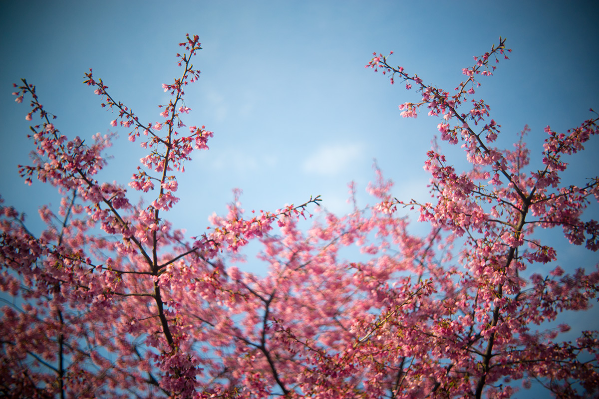 墨堤（ぼくてい）さくらまつり w/ Meopta Openar 1:2 f=45mm - 2017年4月1日撮影