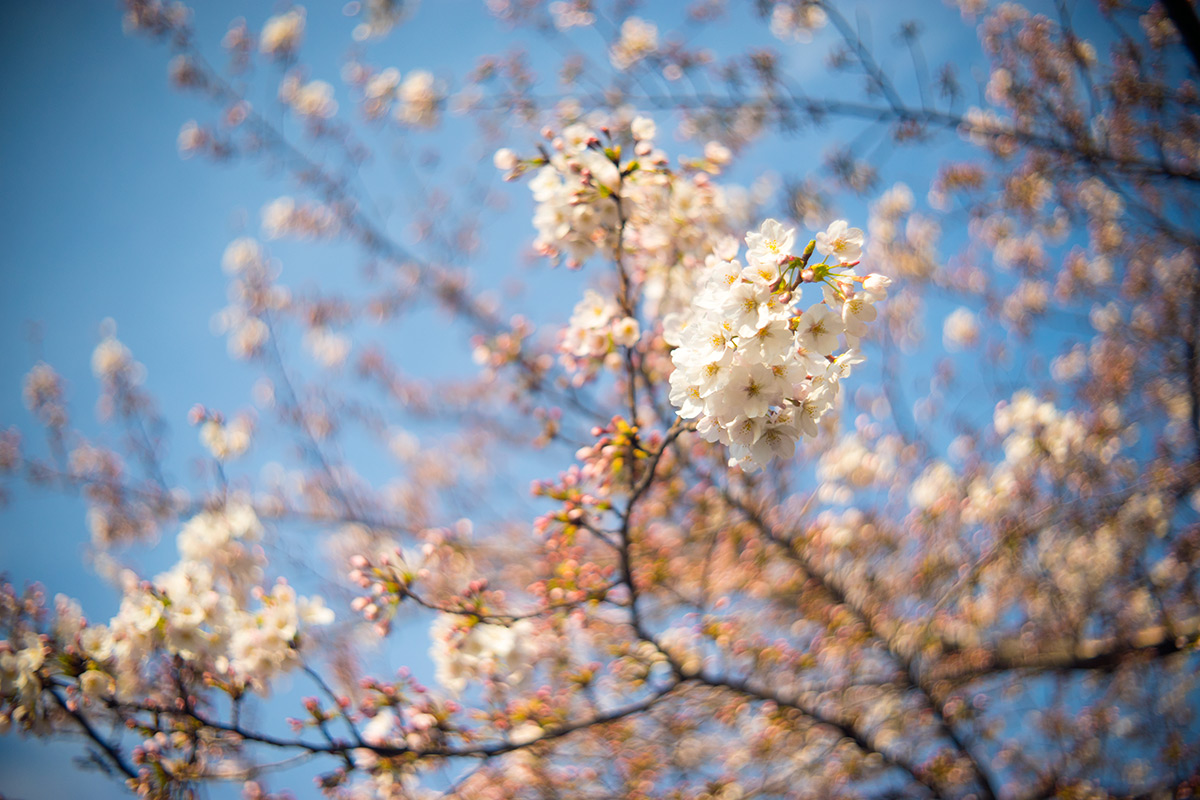 墨堤（ぼくてい）さくらまつり w/ Meopta Openar 1:2 f=45mm - 2017年4月1日撮影