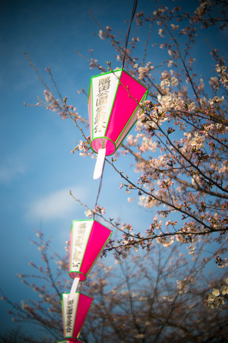 墨堤（ぼくてい）さくらまつり w/ Meopta Openar 1:2 f=45mm - 2017年4月1日撮影