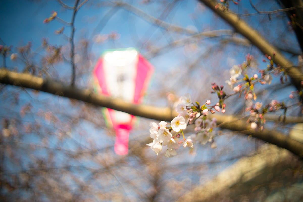 墨堤（ぼくてい）さくらまつり w/ Meopta Openar 1:2 f=45mm - 2017年4月1日撮影