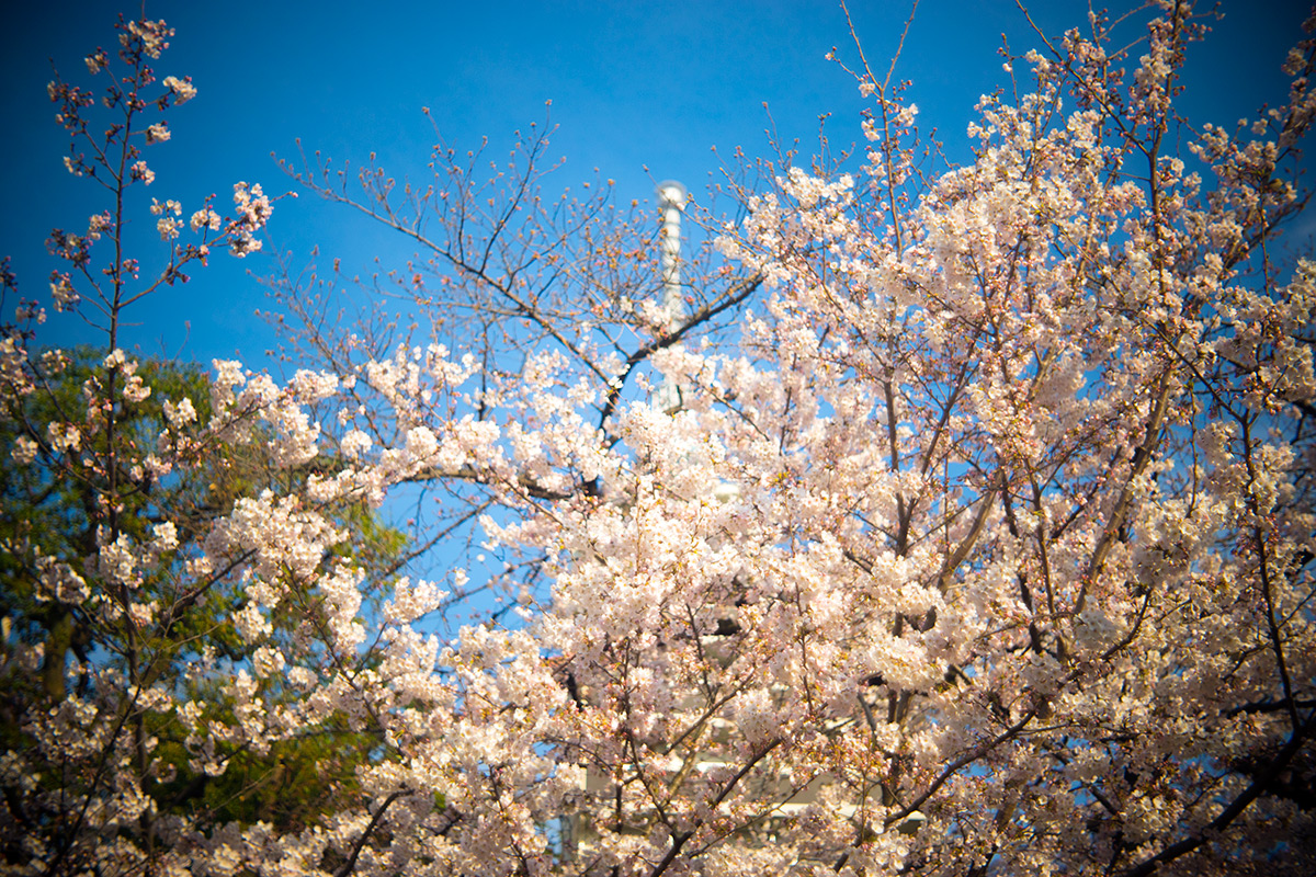 墨堤（ぼくてい）さくらまつり w/ Meopta Openar 1:2 f=45mm - 2017年4月1日撮影