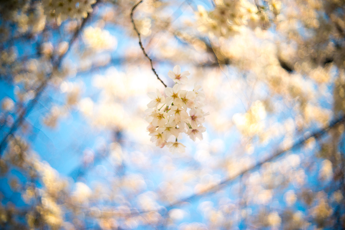 墨堤（ぼくてい）さくらまつり w/ Meopta Openar 1:2 f=45mm - 2017年4月1日撮影