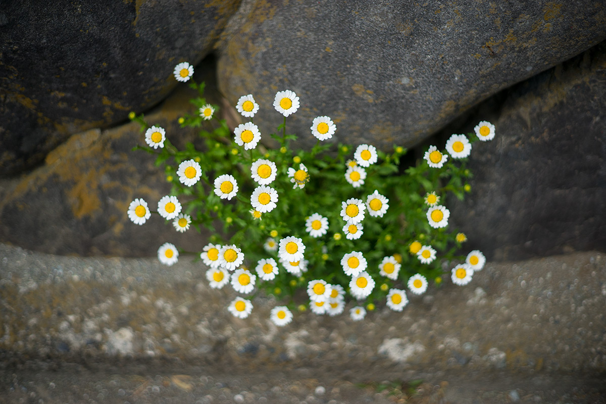 愛川町 w/ Hexanon 1:1.8 f=50mm - 2017年5月4日撮影