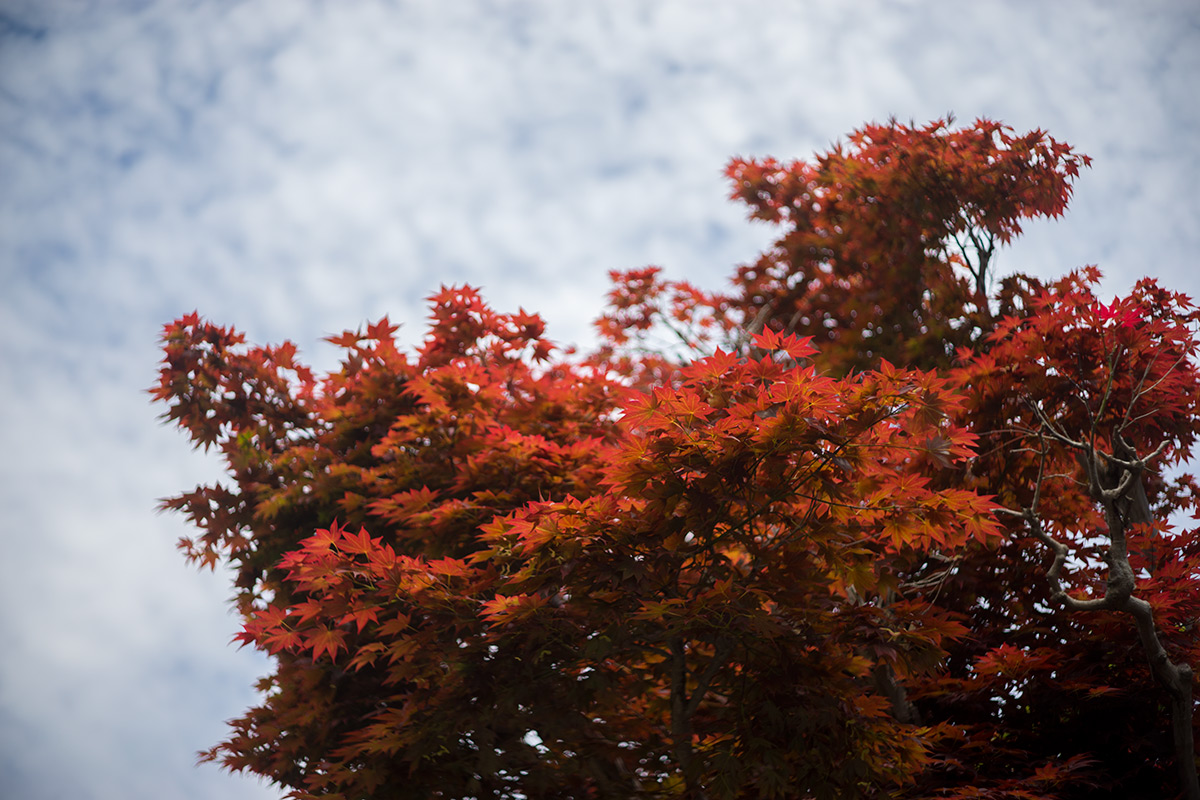 愛川町 w/ Hexanon 1:1.8 f=50mm - 2017年5月4日撮影