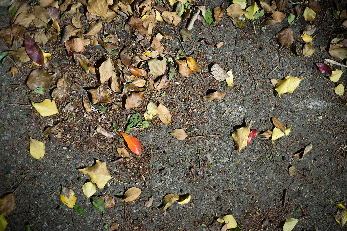 愛川町 w/ Hexanon 1:1.8 f=50mm - 2017年5月4日撮影