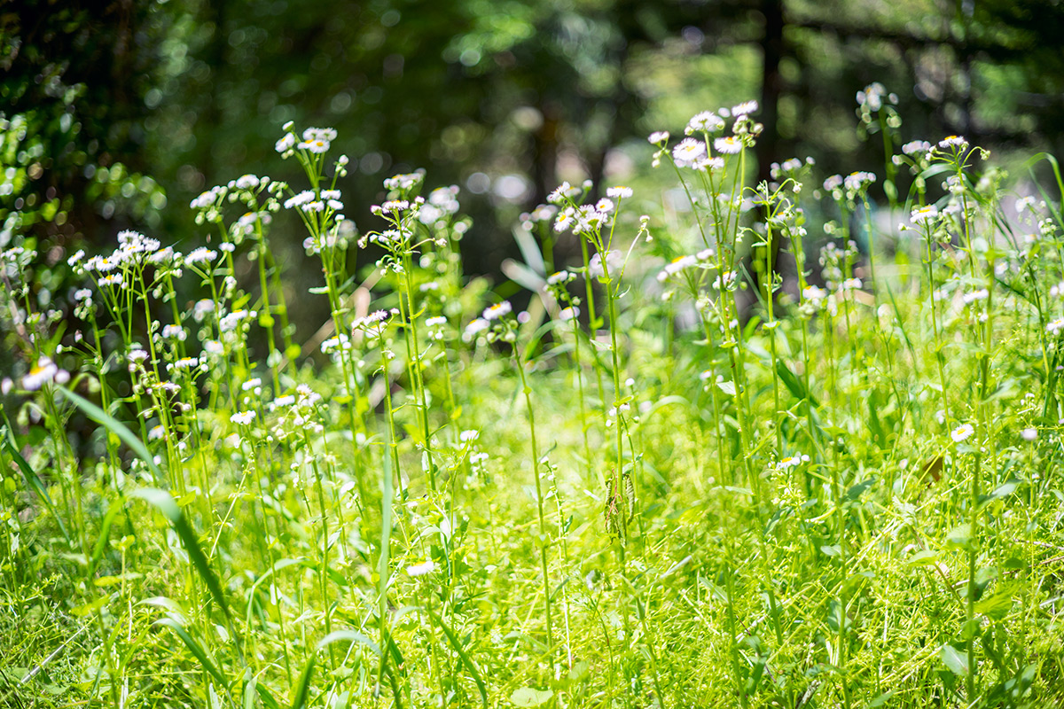 愛川町 w/ Hexanon 1:1.8 f=50mm - 2017年5月4日撮影