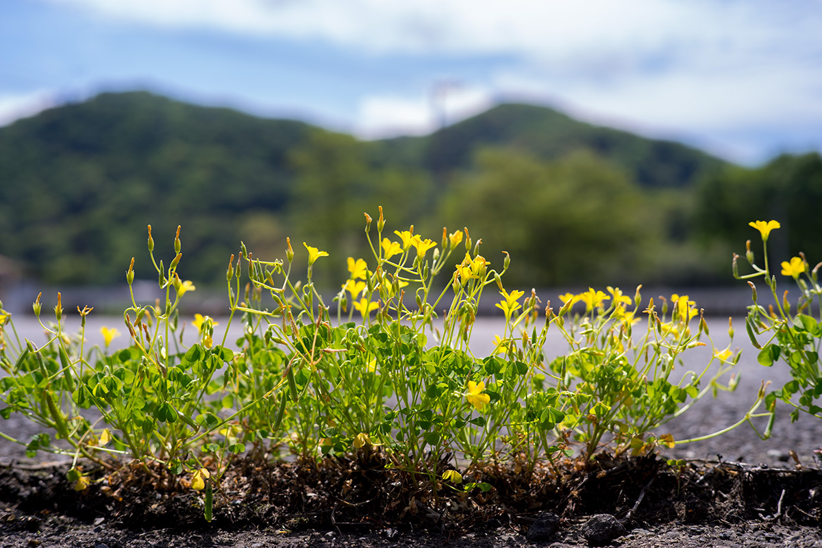 愛川町 w/ Hexanon 1:1.8 f=50mm - 2017年5月4日撮影