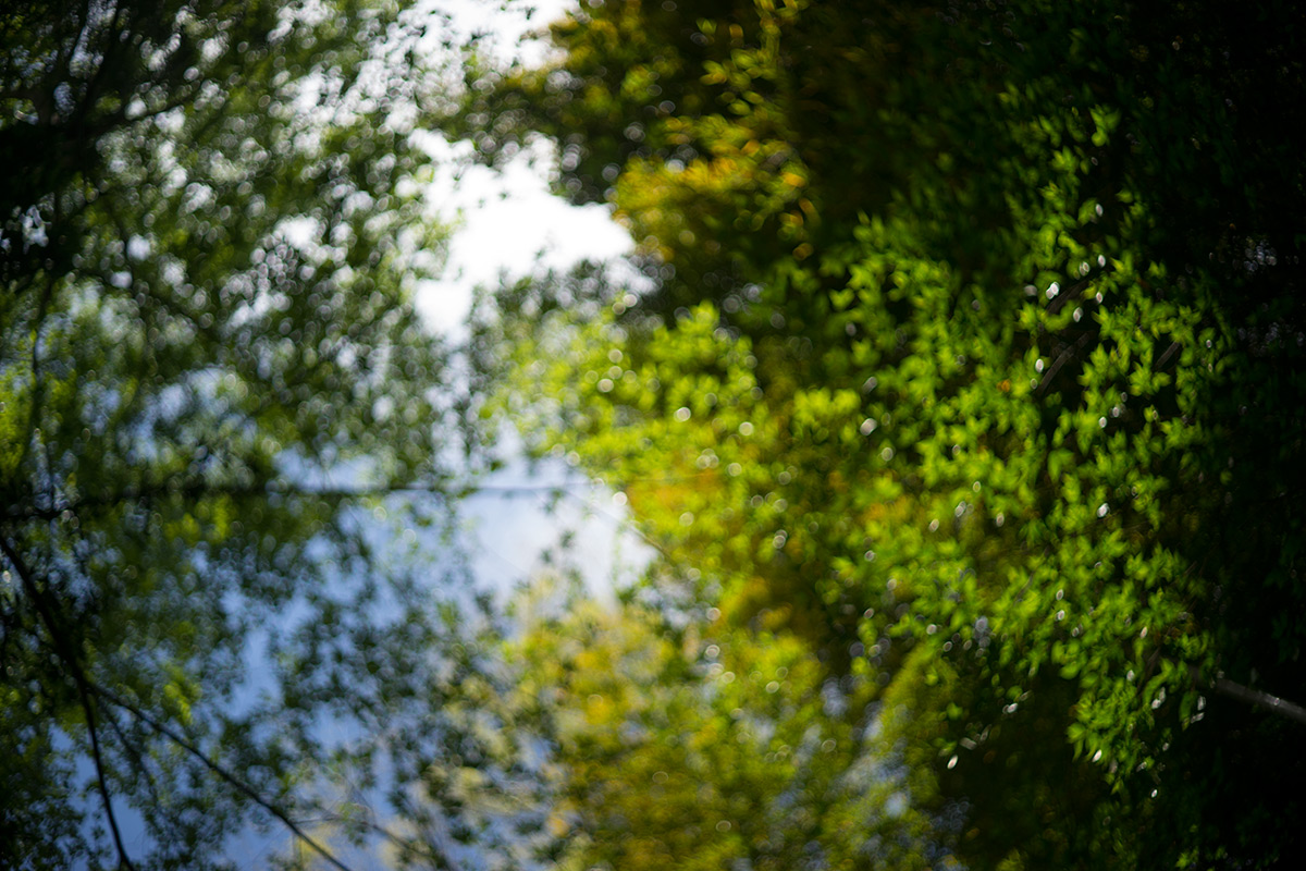 愛川町 w/ Hexanon 1:1.8 f=50mm - 2017年5月4日撮影