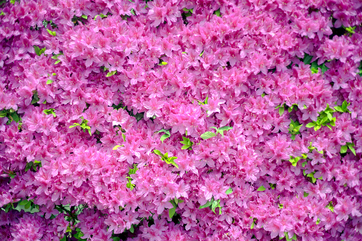 愛川町 w/ Hexanon 1:1.8 f=50mm - 2017年5月4日撮影