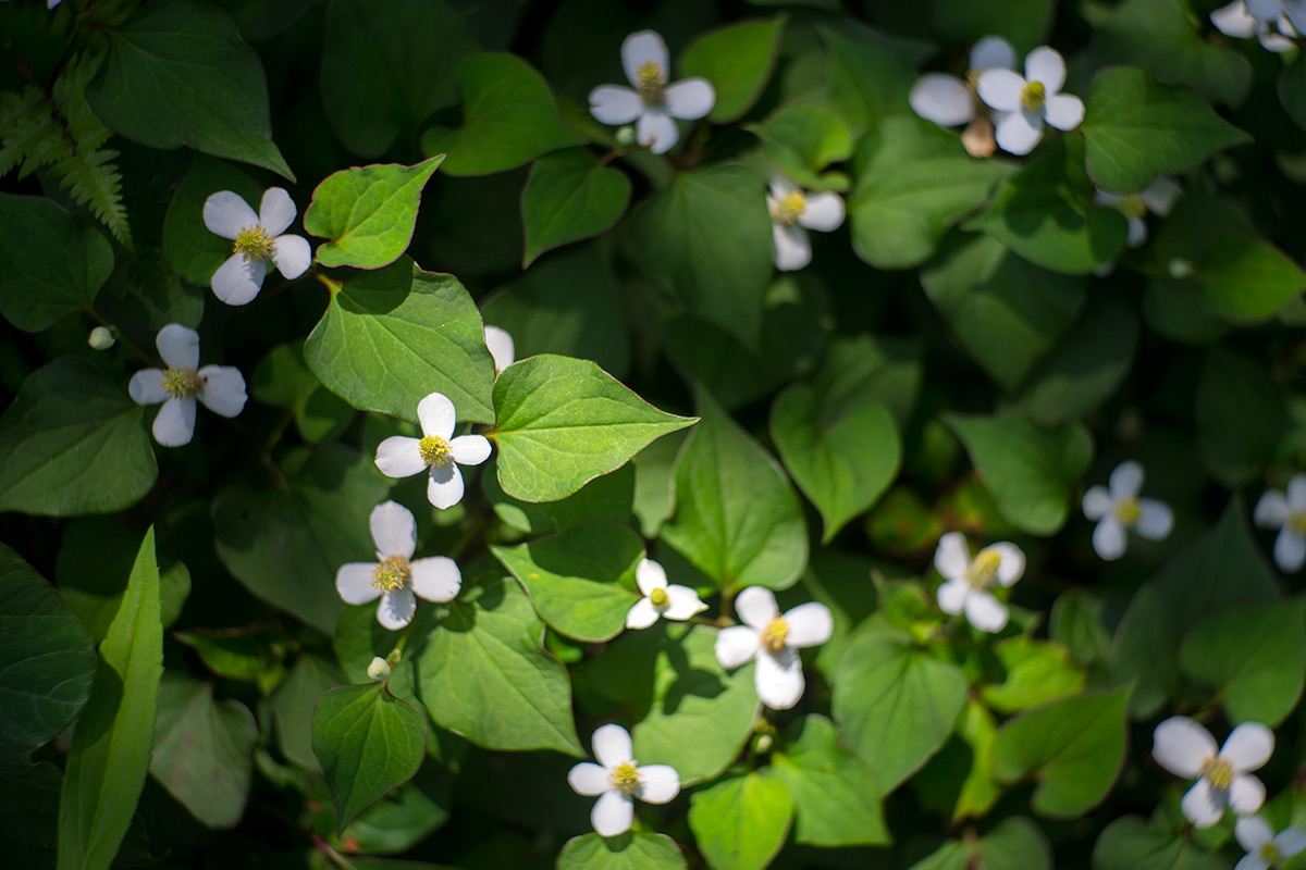 町田市立国際版画美術館「横尾忠則 HANGA JUNGLE」 w/ Meyer Gorlitz Trioplan 1:3.5 f=7.3cm - 2017年6月3日撮影