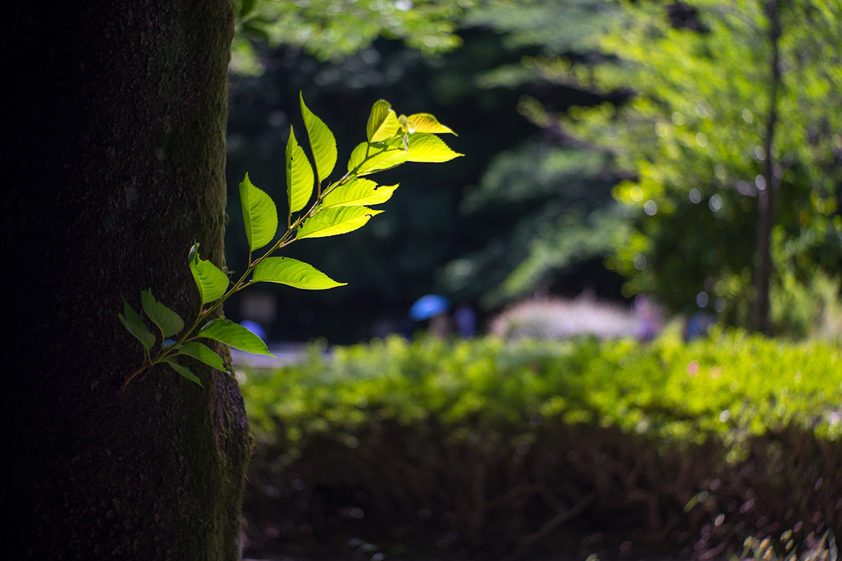 町田市立国際版画美術館「横尾忠則 HANGA JUNGLE」 w/ Meyer Gorlitz Trioplan 1:3.5 f=7.3cm - 2017年6月3日撮影