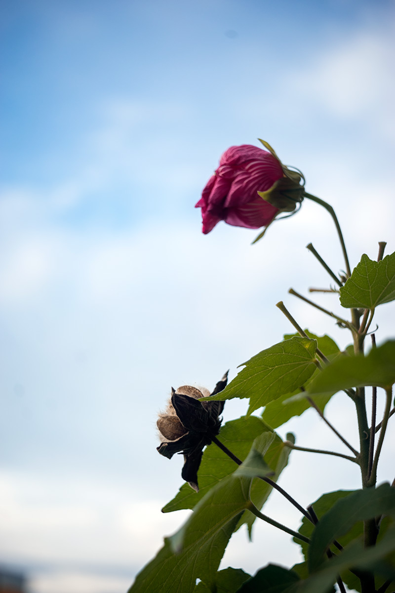隅田川、浅草神社 浅草燈籠祭 w/ Meyer-Optik Trioplan 1:3.5/45 V - 2017年9月23日撮影