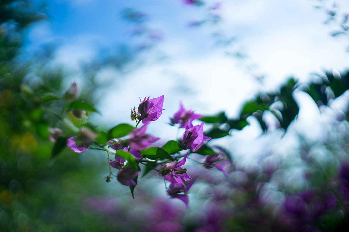 沖縄本島 w/ Voigtlander NOKTON 1:1.5/50 - 2017年10月13日撮影