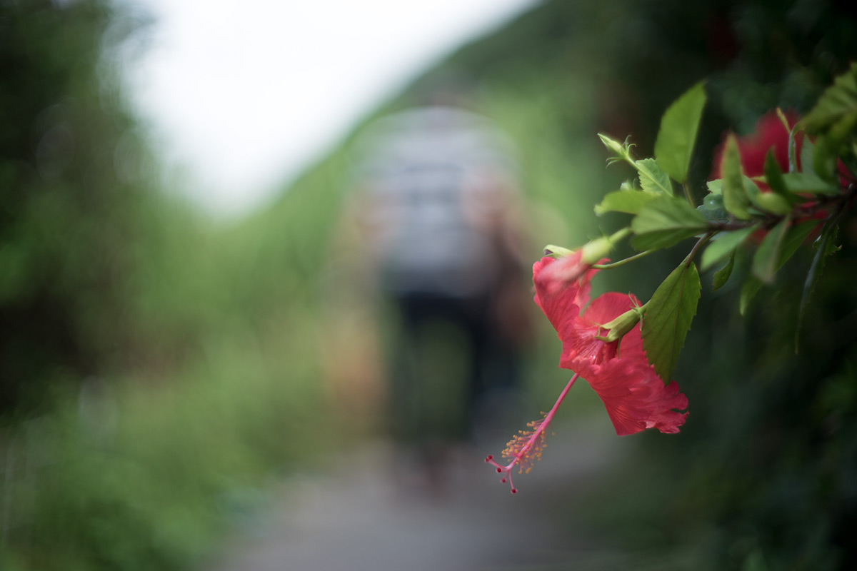 沖縄本島 w/ Voigtlander NOKTON 1:1.5/50 - 2017年10月13日撮影
