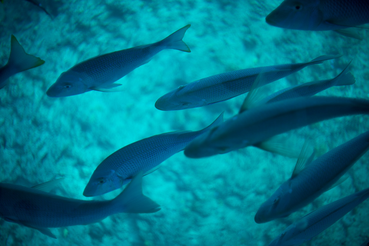 沖縄本島 w/ Voigtlander NOKTON 1:1.5/50 - 2017年10月13日撮影