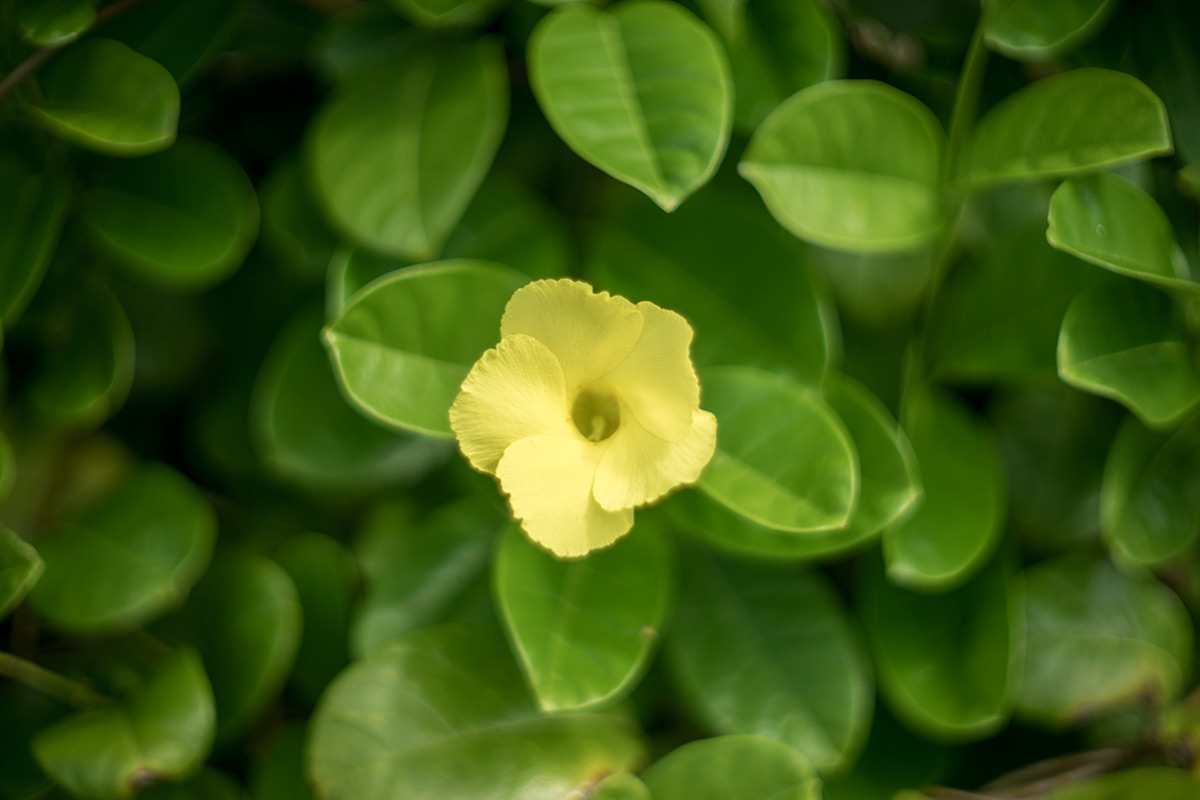沖縄本島 w/ Voigtlander NOKTON 1:1.5/50 - 2017年10月13日撮影