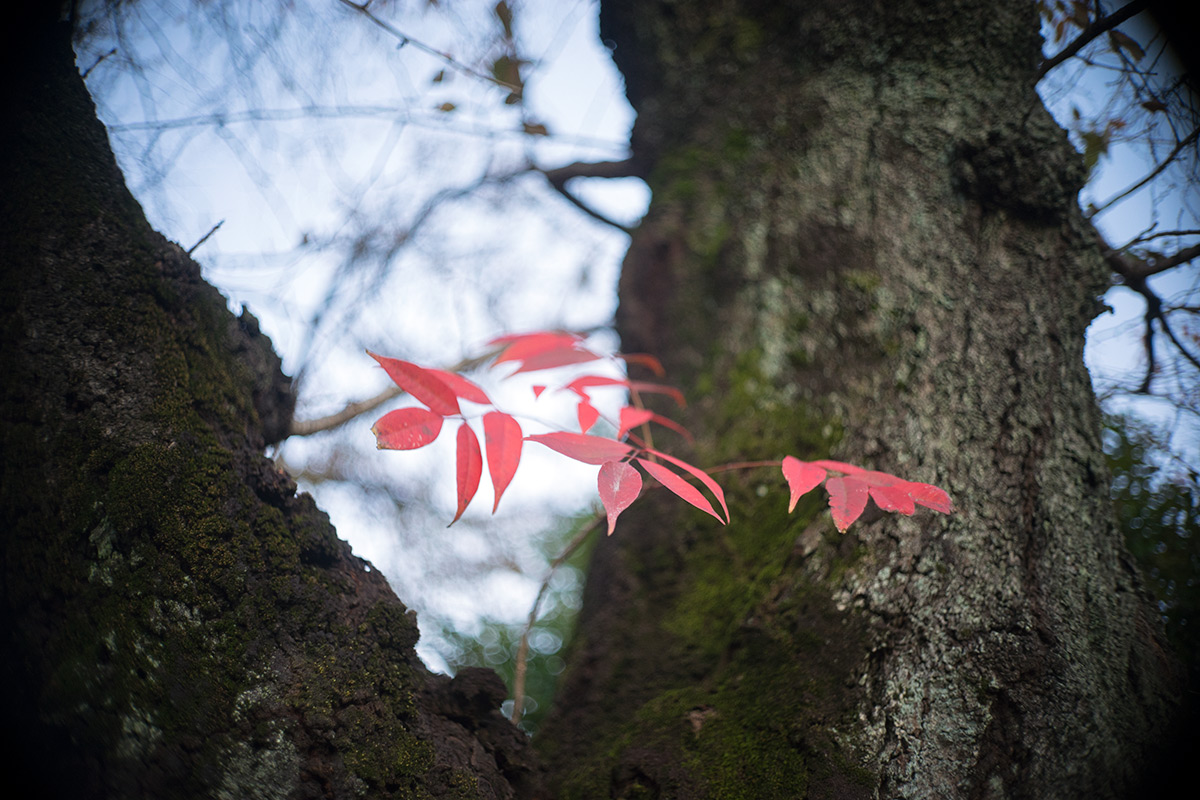 日暮里 w/ Olympus F.Zuiko 1:1.9 f=3.2cm（Pen D） - 2017年11月19日撮影