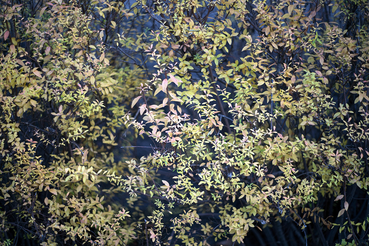 向島・浅草界隈 w/ ЮПИТЕР-3（JUPITER-3） 1:1,5 F=5CM - 2017年12月23日撮影