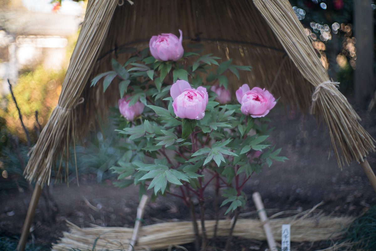 鎌倉 w/ AIRES CAMERA TOKYO CORAL S 1:1.5 f=4.5cm - 2018年1月13日撮影