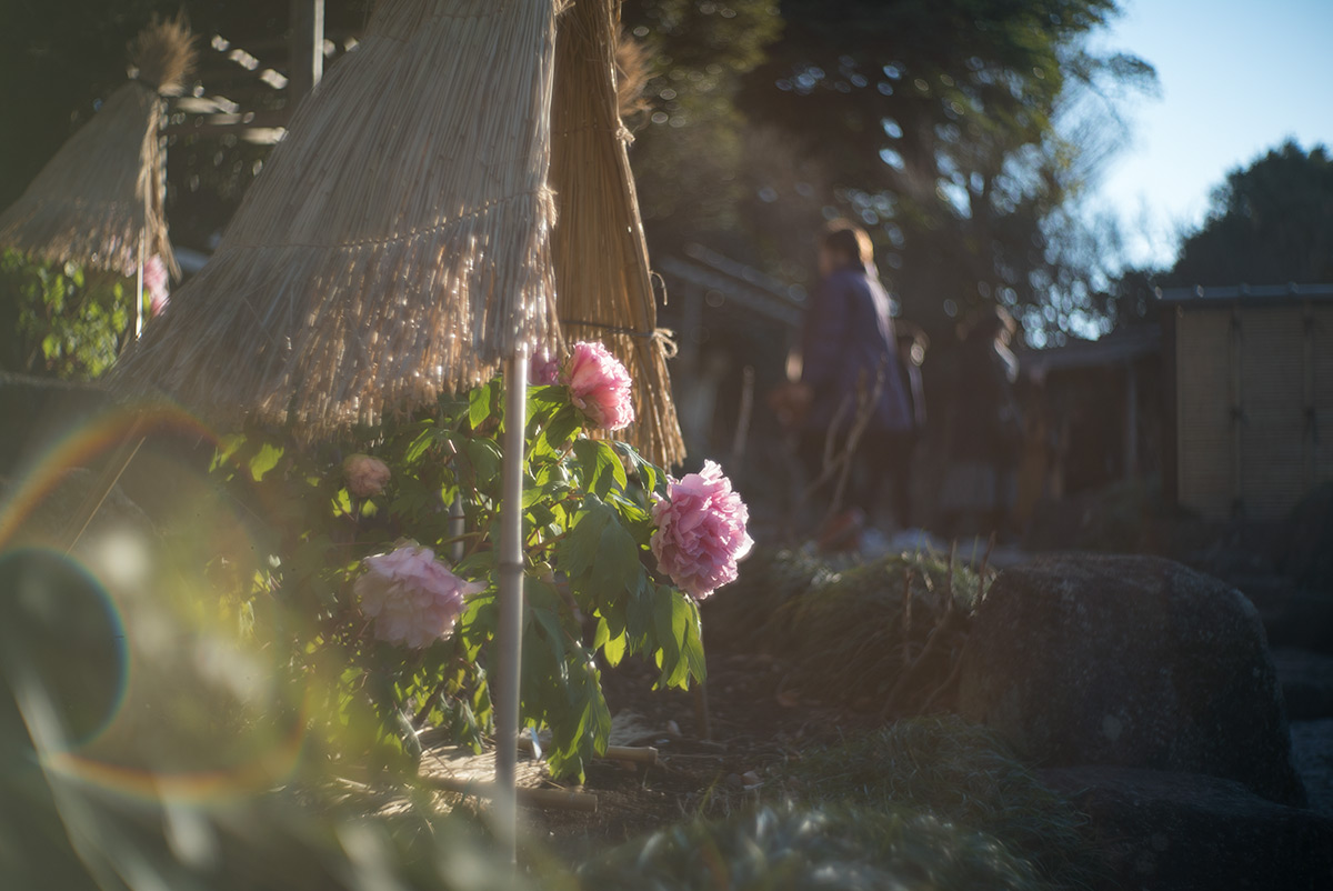 鎌倉 w/ AIRES CAMERA TOKYO CORAL S 1:1.5 f=4.5cm - 2018年1月13日撮影