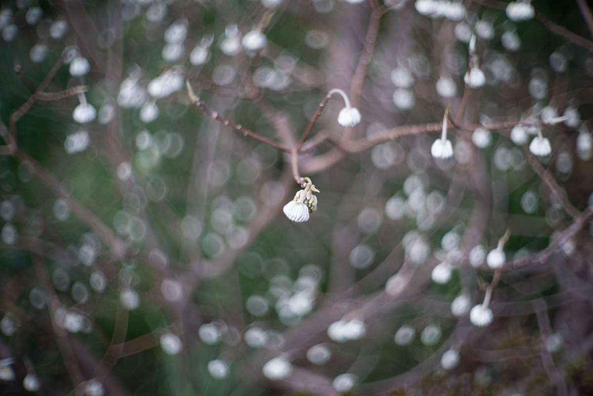 鎌倉 w/ AIRES CAMERA TOKYO CORAL S 1:1.5 f=4.5cm - 2018年1月13日撮影