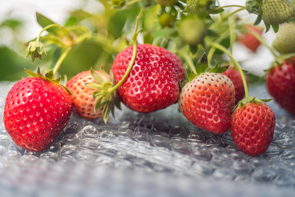 栃木散策 w/ FUJI PHOTO FILM CO. FUJINON 1:2.2 f=55mm - 2018年2月3日撮影