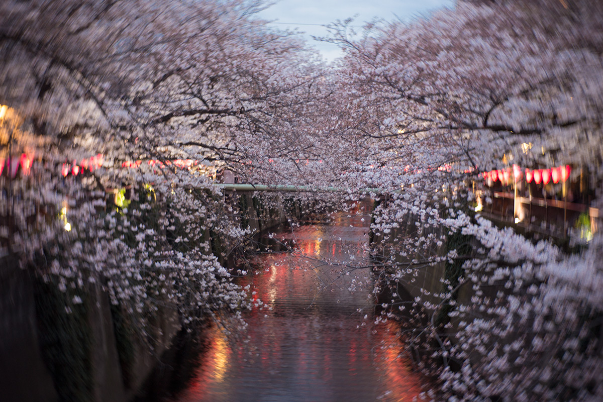 桜 w/ NEW Petzval 58 BOKEH CONTROL ART LENS / 1:1.9/58mm - 2018-03-24