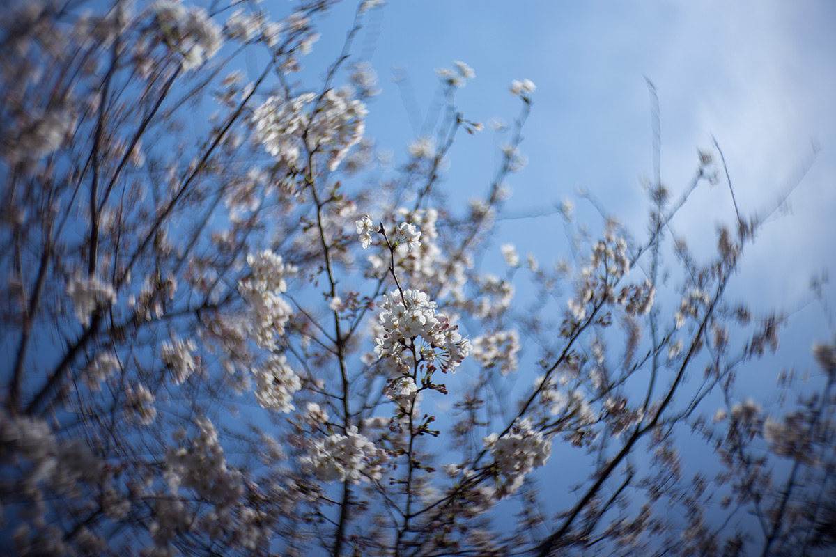桜 w/ NEW Petzval 58 BOKEH CONTROL ART LENS / 1:1.9/58mm - 2018年3月24日撮影