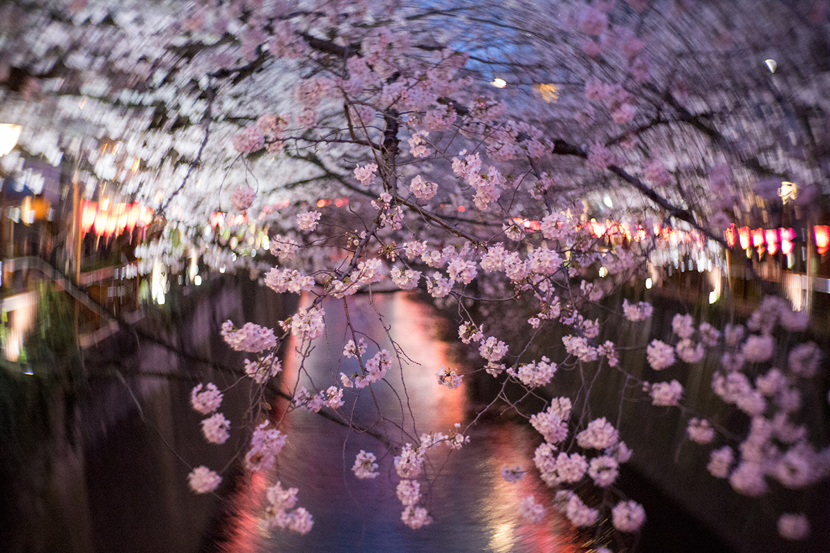 桜 w/ NEW Petzval 58 BOKEH CONTROL ART LENS / 1:1.9/58mm - 2018年3月24日撮影
