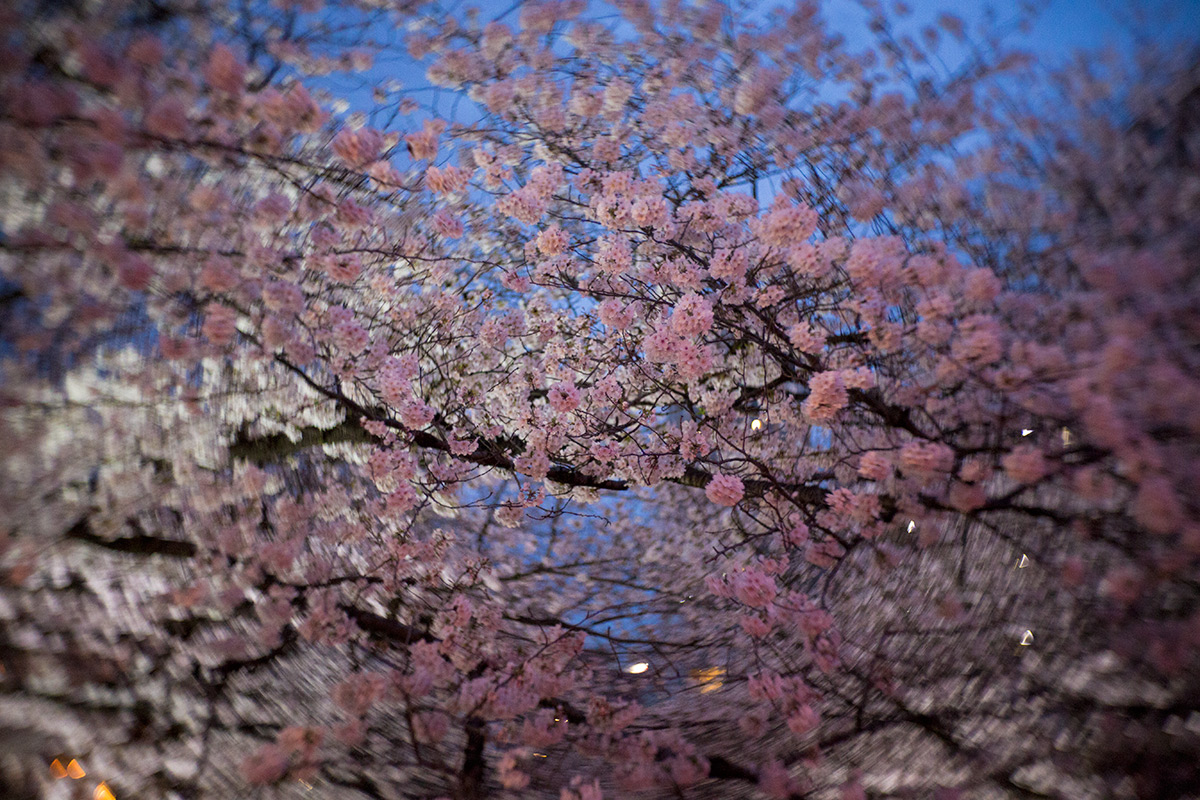 桜 w/ NEW Petzval 58 BOKEH CONTROL ART LENS / 1:1.9/58mm - 2018年3月24日撮影