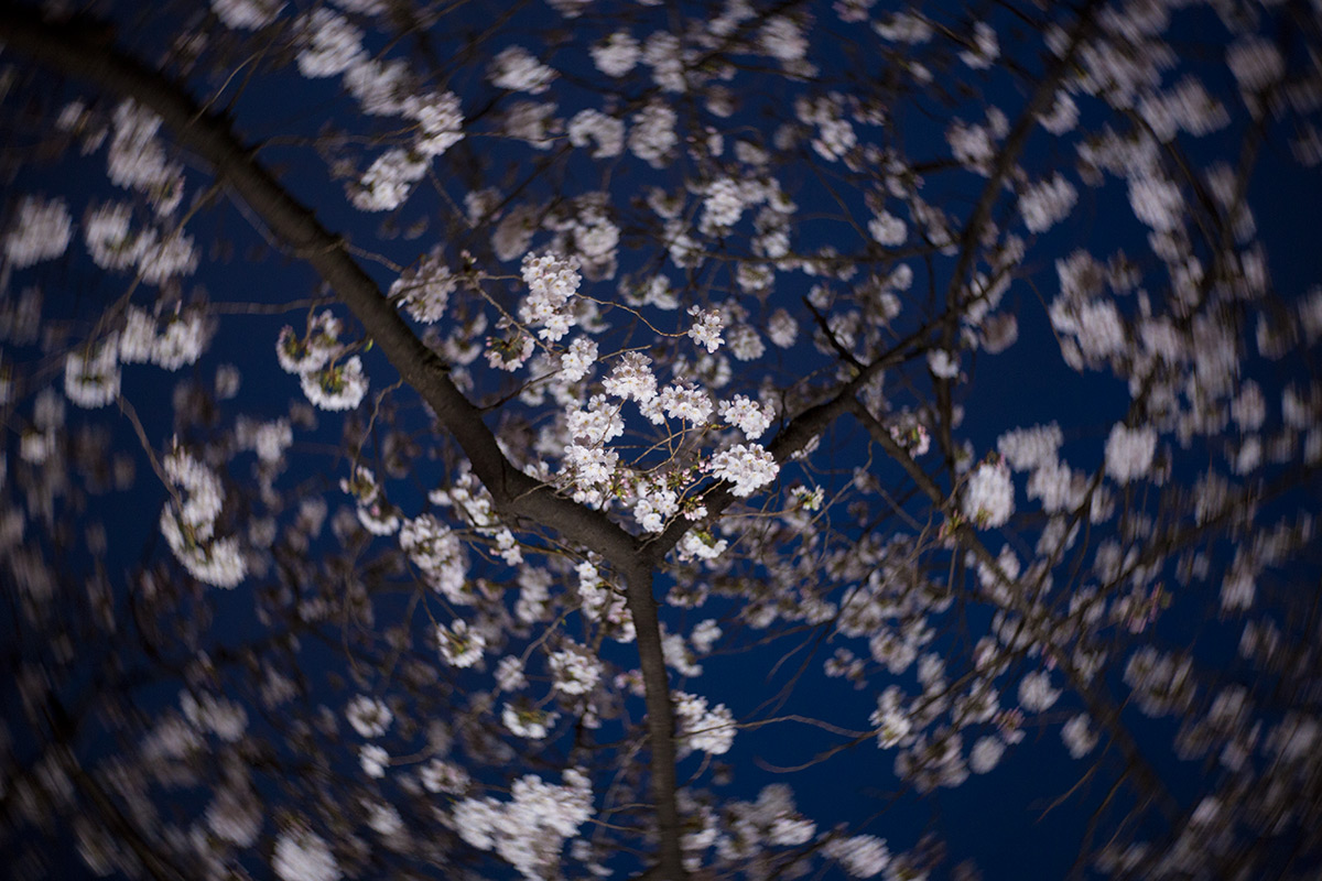 桜 w/ NEW Petzval 58 BOKEH CONTROL ART LENS / 1:1.9/58mm - 2018年3月24日撮影