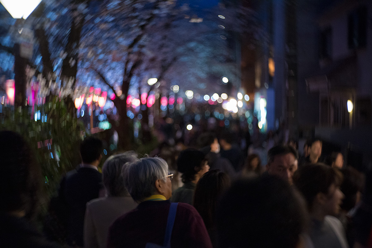 桜 w/ NEW Petzval 58 BOKEH CONTROL ART LENS / 1:1.9/58mm - 2018年3月24日撮影
