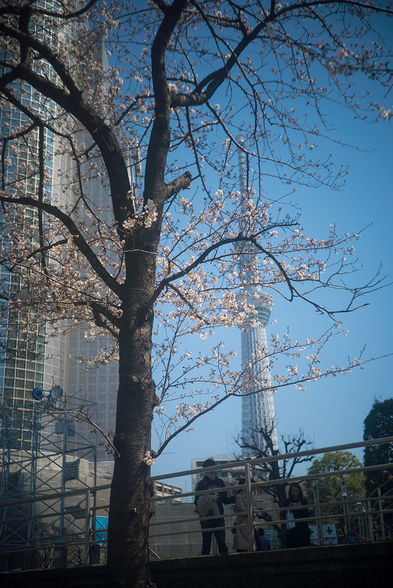 桜 w/ ZUNOW Opt. Japan ZUNOW 1:2.8 f=4.5cm - 2018年3月25日撮影