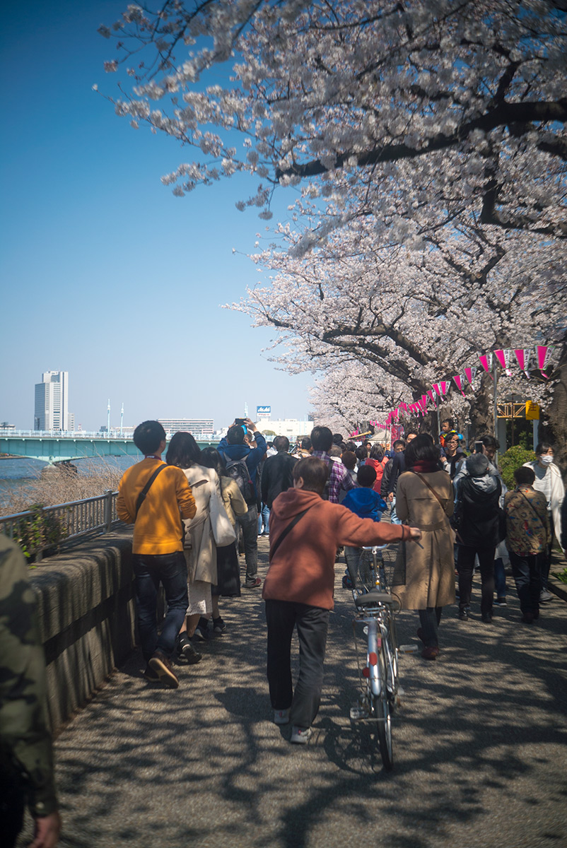 桜 w/ ZUNOW Opt. Japan ZUNOW 1:2.8 f=4.5cm - 2018年3月25日撮影
