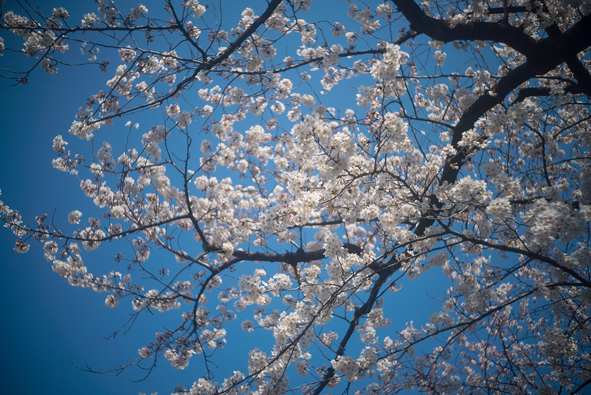 桜 w/ ZUNOW Opt. Japan ZUNOW 1:2.8 f=4.5cm - 2018年3月25日撮影