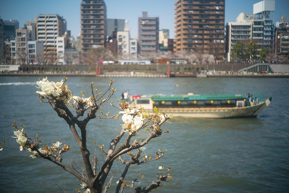 桜 w/ ZUNOW Opt. Japan ZUNOW 1:2.8 f=4.5cm - 2018年3月25日撮影