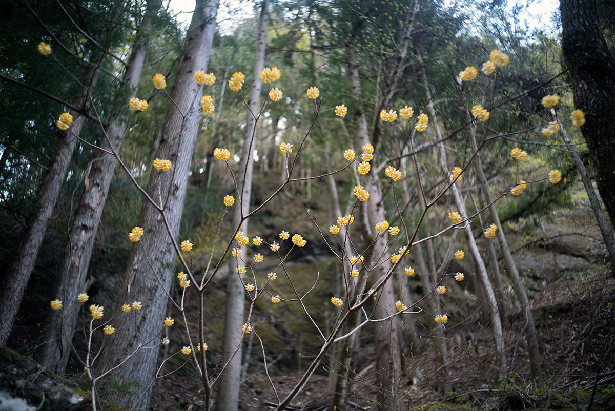 源氏の湯 w/ Nikon W-NIKKOR･C 1:2.5 F=3.5cm - 2018年3月31日撮影
