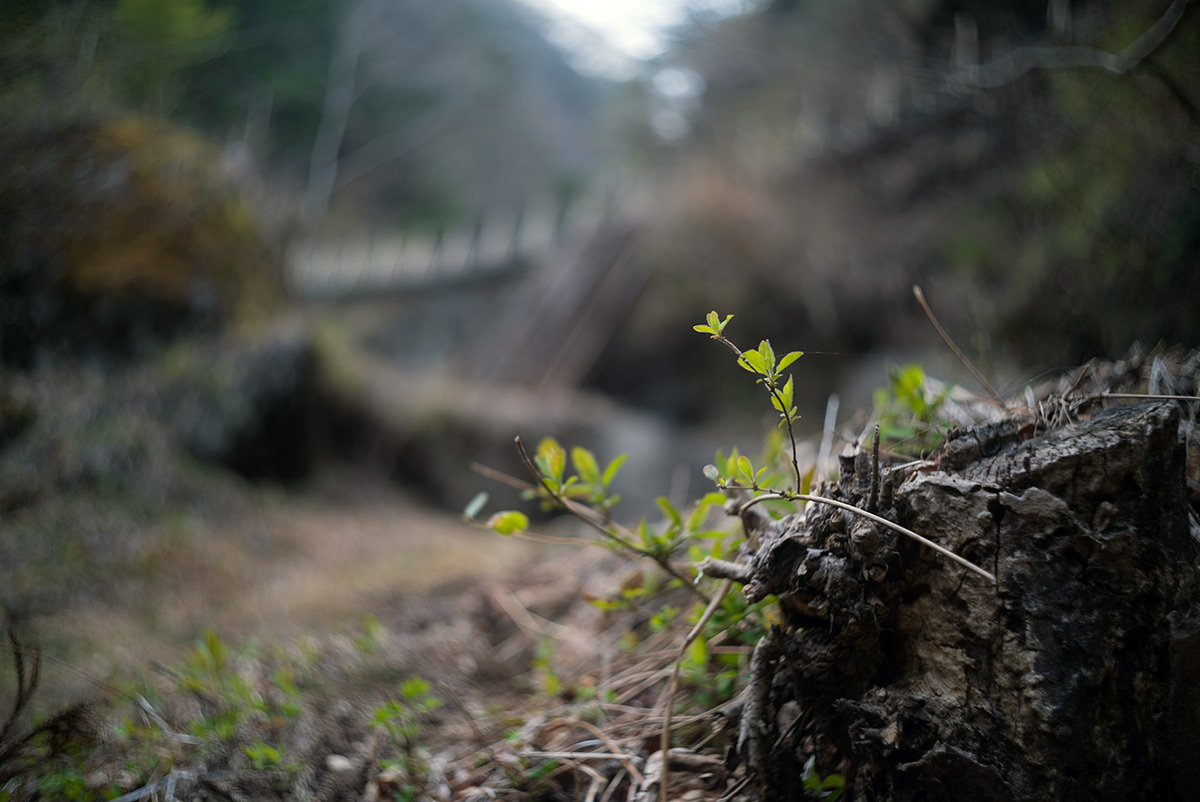 源氏の湯 w/ Nikon W-NIKKOR･C 1:2.5 F=3.5cm - 2018年3月31日撮影