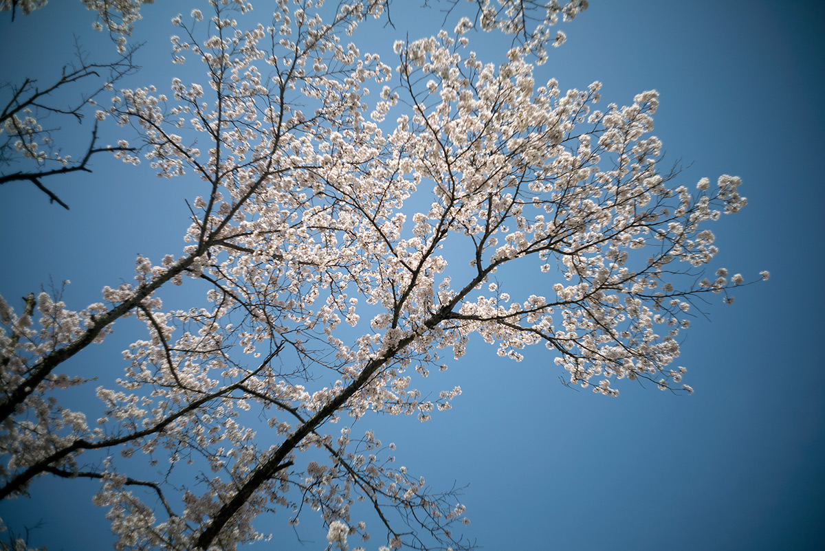 源氏の湯 w/ Nikon W-NIKKOR･C 1:2.5 F=3.5cm - 2018年3月31日撮影