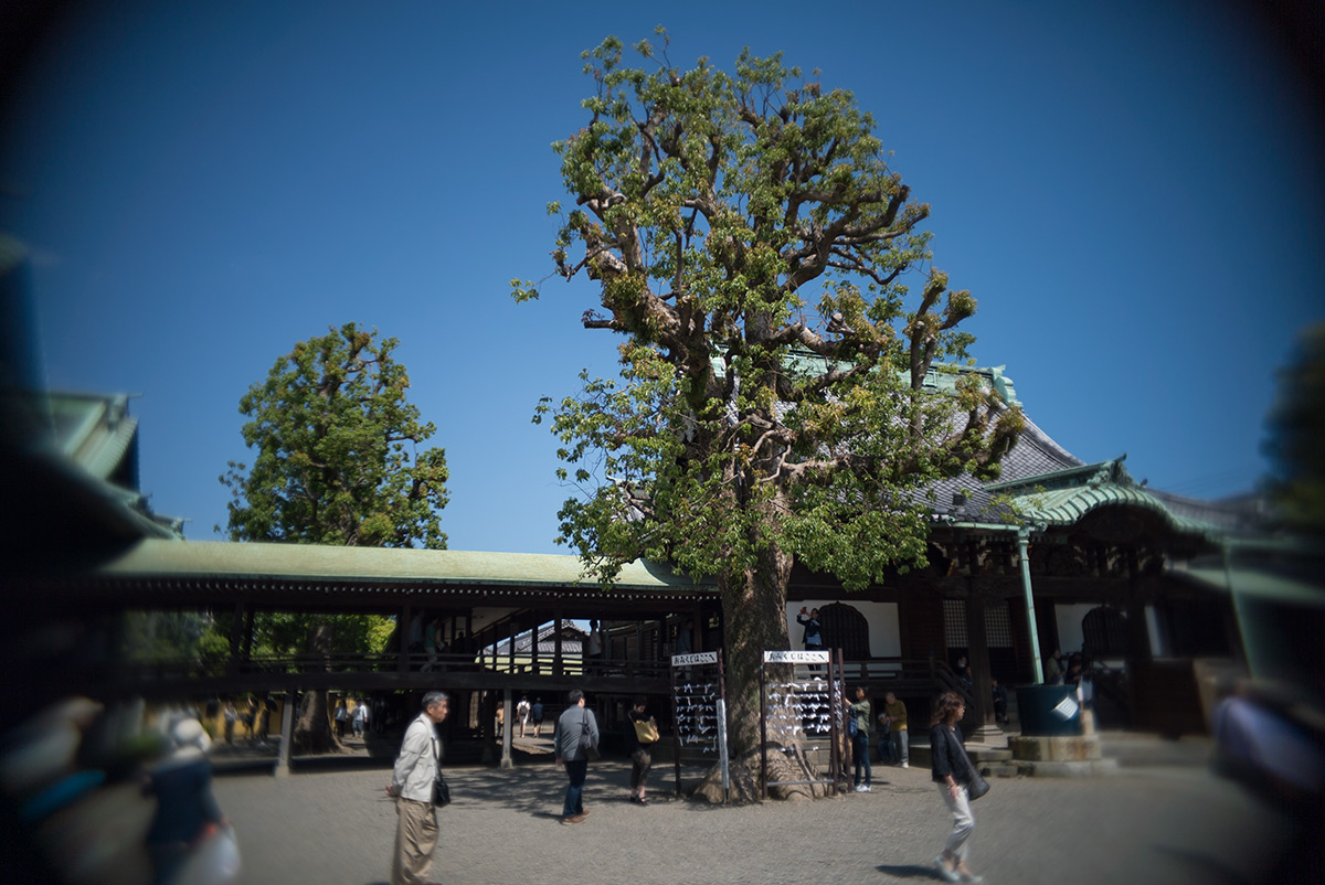 柴又 w/ ASAHI OPT. CO., JAPAN PENTAX-110 1:2.8 24mm - 2018年5月4日撮影