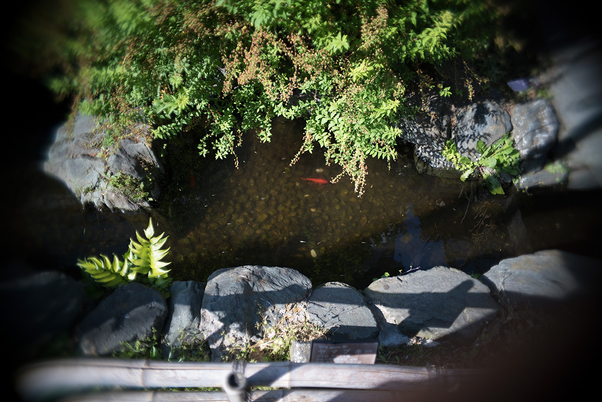 柴又 w/ ASAHI OPT. CO., JAPAN PENTAX-110 1:2.8 24mm - 2018年5月4日撮影