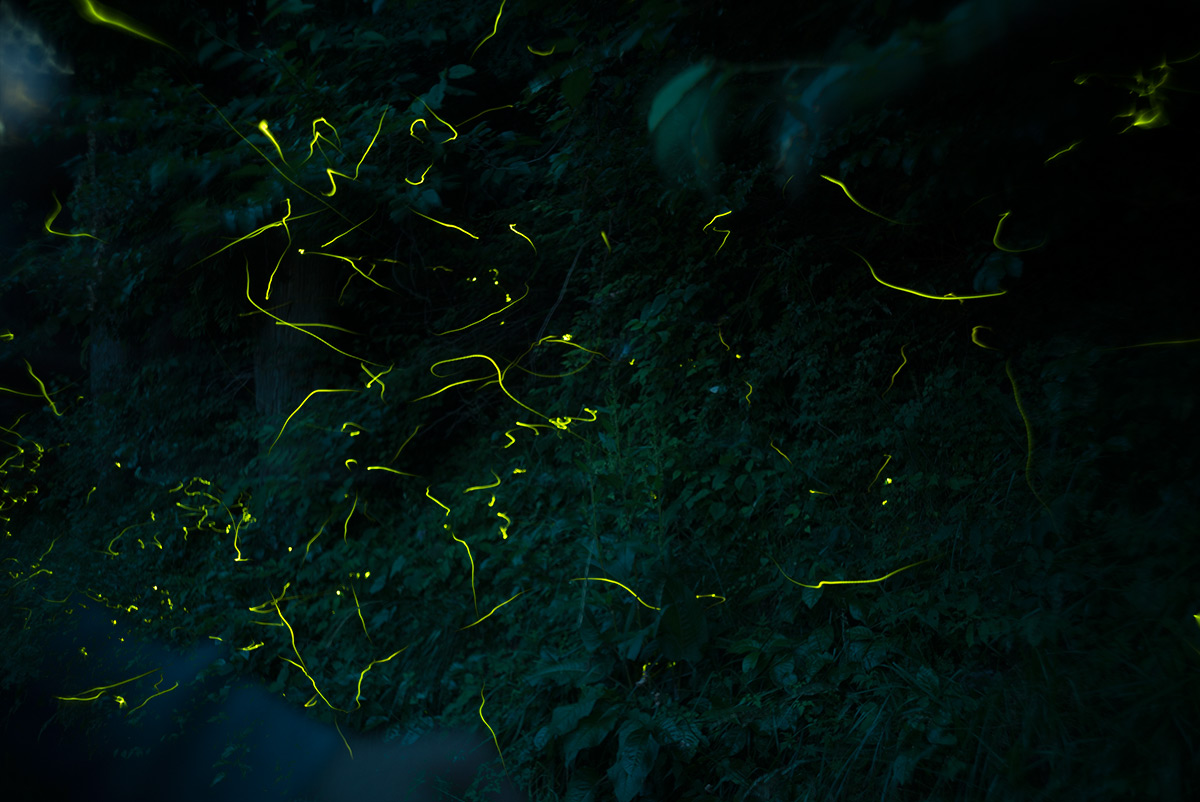 第70回 信州辰野ほたる祭り w/ Tokyo Kogaku Topcor-s 1:2 f=5cm - 2018年6月17日撮影