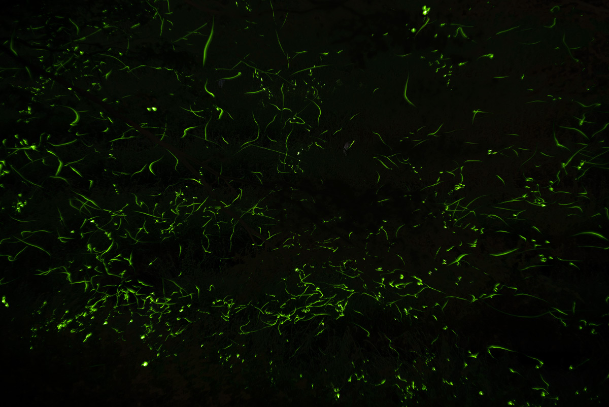 第70回 信州辰野ほたる祭り w/ Tokyo Kogaku Topcor-s 1:2 f=5cm - 2018年6月17日撮影